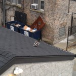 Image of a Mallard on a Garage Rooftop